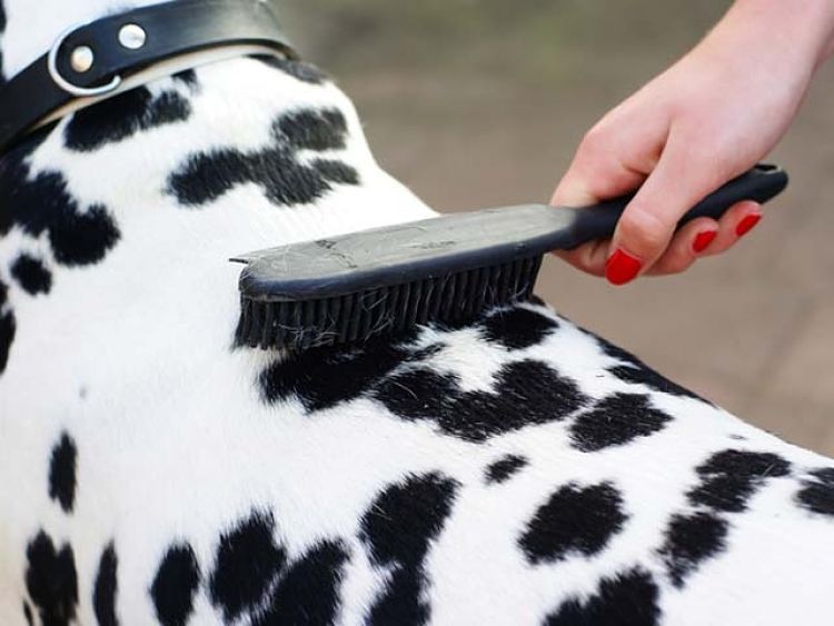 Limpie el cepillo de su mascota de manera efectiva